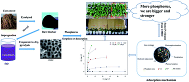 Graphical abstract: A novel Ca/Mn-modified biochar recycles P from solution: mechanisms and phosphate efficiency