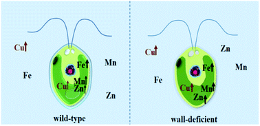 Graphical abstract: Effect of trace elements in the toxicity of copper to Chlamydomonas reinhardtii