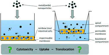 Graphical abstract: Toxicity and translocation of Ag, CuO, ZnO and TiO2 nanoparticles upon exposure to fish intestinal epithelial cells