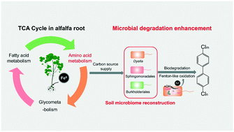 Graphical abstract: Synergistic remediation of PCB-contaminated soil with nanoparticulate zero-valent iron and alfalfa: targeted changes in the root metabolite-dependent microbial community