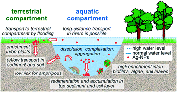 Graphical abstract: Distribution of engineered Ag nanoparticles in the aquatic-terrestrial transition zone: a long-term indoor floodplain mesocosm study