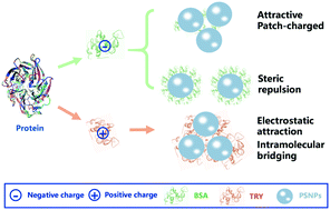 Graphical abstract: Protein corona-induced aggregation of differently sized nanoplastics: impacts of protein type and concentration