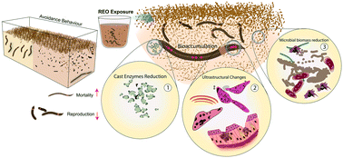 Graphical abstract: Bioavailability and toxicity of nanoscale/bulk rare earth oxides in soil: physiological and ultrastructural alterations in Eisenia fetida