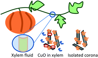 Graphical abstract: Biomolecular corona formation on CuO nanoparticles in plant xylem fluid