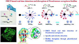 Graphical abstract: Rational design of a FRET-based nanoprobe of gold-conjugated carbon dots for simultaneous monitoring and disruption of Pseudomonas aeruginosa biofilm through selective detection of virulence factor pyocyanin