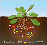 Graphical abstract: Fragmentation of nanoplastics driven by plant–microbe rhizosphere interaction during abiotic stress combination