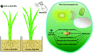 Graphical abstract: Melatonin enhances metallic oxide nanoparticle stress tolerance in rice via inducing tetrapyrrole biosynthesis and amino acid metabolism