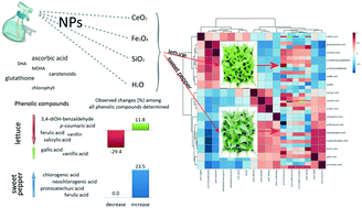 Graphical abstract: Nanoparticles of cerium, iron, and silicon oxides change the metabolism of phenols and flavonoids in butterhead lettuce and sweet pepper seedlings