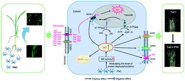 Graphical abstract: Molecular basis of cerium oxide nanoparticle enhancement of rice salt tolerance and yield