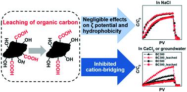 Graphical abstract: Leaching of organic carbon enhances mobility of biochar nanoparticles in saturated porous media