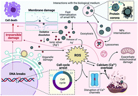 Graphical abstract: Cellular repair mechanisms triggered by exposure to silver nanoparticles and ionic silver in embryonic zebrafish cells