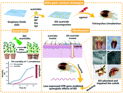 Graphical abstract: Graphene oxide–acaricide nanocomposites advance acaricidal activity of acaricides against Tetranychus cinnabarinus by directly inhibiting the transcription of a cuticle protein gene