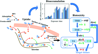 Graphical abstract: Influence of organic colloids on the uptake, accumulation and effects of benzophenone-3 in aquatic animals