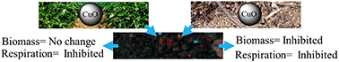Graphical abstract: Microbial response to copper oxide nanoparticles in soils is controlled by land use rather than copper fate