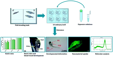 Graphical abstract: Exposure to biogenic phosphorus nano-agromaterials promotes early hatching and causes no acute toxicity in zebrafish embryos
