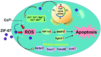 Graphical abstract: Co(ii)-based metal–organic framework induces apoptosis through activating the HIF-1α/BNIP3 signaling pathway in microglial cells