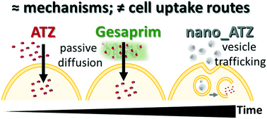 Graphical abstract: High-throughput transcriptomics reveals the mechanisms of nanopesticides – nanoformulation, commercial formulation, active ingredient – finding safe and sustainable-by-design (SSbD) options for the environment