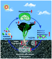 Graphical abstract: Mechanisms of growth-promotion and Se-enrichment in Brassica chinensis L. by selenium nanomaterials: beneficial rhizosphere microorganisms, nutrient availability, and photosynthesis