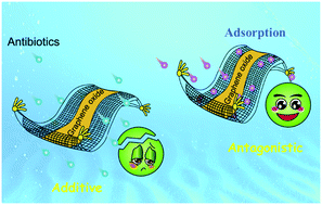 Graphical abstract: Adsorption of antibiotics onto graphene oxide imparts their antagonistic effects on Synechocystis sp.: model development and proteomic analysis