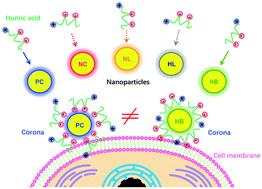 Graphical abstract: Modulation of cell uptake and cytotoxicity by nanoparticles with various physicochemical properties after humic acid adsorption