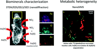 Graphical abstract: Elucidating heterogeneous iron biomineralization patterns in a denitrifying As(iii)-oxidizing bacterium: implications for arsenic immobilization