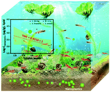 Graphical abstract: Distribution, bioaccumulation, and trophic transfer of palladium-doped nanoplastics in a constructed freshwater ecosystem