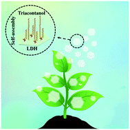 Graphical abstract: Self-assembly of 1-triacontanol onto layered doubled hydroxide nano-carriers toward sustainable growth regulation of maize