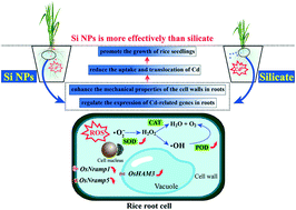 Graphical abstract: Silicon reduces the uptake of cadmium in hydroponically grown rice seedlings: why nanoscale silica is more effective than silicate