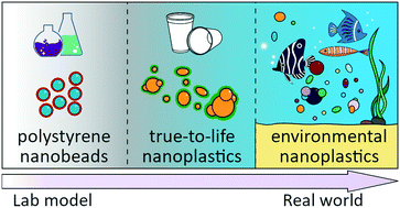 Graphical abstract: A different protein corona cloaks “true-to-life” nanoplastics with respect to synthetic polystyrene nanobeads
