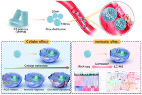 Graphical abstract: Multi-omics analysis reveals size-dependent toxicity and vascular endothelial cell injury induced by microplastic exposure in vivo and in vitro