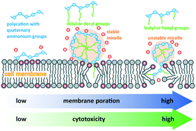 Graphical abstract: Effect of polycation nanostructures on cell membrane permeability and toxicity