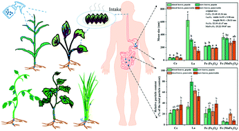 Graphical abstract: Uptake and bioaccumulation of nanoparticles by five higher plants using single-particle-inductively coupled plasma-mass spectrometry
