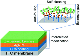 Graphical abstract: Enhancing the anti-fouling and fouling removal properties of thin-film composite membranes through an intercalated functionalization method