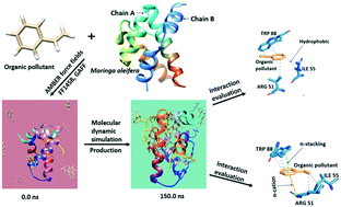 Graphical abstract: Coagulation of organic pollutants by Moringa oleifera protein molecules: in silico approach