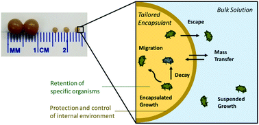 Graphical abstract: Encapsulating microorganisms to enhance biological nitrogen removal in wastewater: recent advancements and future opportunities