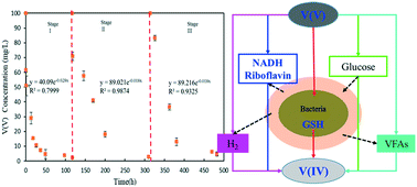 Graphical abstract: Bio-reduction mechanism of V(V) by thermophilic hydrogen-producing bacteria under acidic conditions