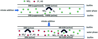Graphical abstract: Effect of ferric iron and nitrate on hydrogen sulfide control in lab-scale reactors