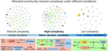 Graphical abstract: Insight into the characteristics of microbial communities in a single-stage anammox reactor under different oxygen conditions