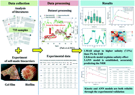 Graphical abstract: Unraveling the role of salinity in anammox-based nitrogen removal processes via data analysis from the literature and experimental validation