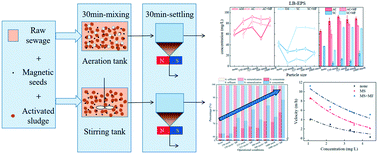 Graphical abstract: Magnetic bio-flocculation for cost-effective fast organic matter pre-concentration for sewage with enhanced capture and settling of sludge