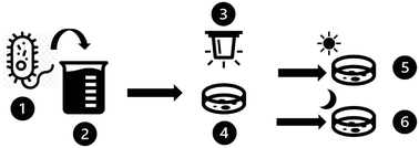 Graphical abstract: Bacterial repair and recovery after UV LED disinfection: implications for water reuse