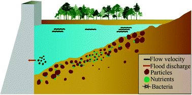 Graphical abstract: Emerging investigator series: effects of sediment particle size on the spatial distributions of contaminants and bacterial communities in the reservoir sediments