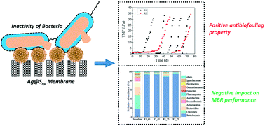 Graphical abstract: Silver@silica nanopollen modified membranes for wastewater treatment in membrane bioreactors: limited adverse effects on microorganisms and compelling antifouling properties