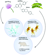 Graphical abstract: Neuroprotective mechanisms of red clover and soy isoflavones in Parkinson's disease models