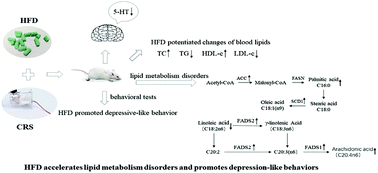 Graphical abstract: Effects of high-fat diet on the formation of depressive-like behavior in mice