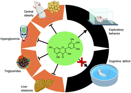 Graphical abstract: Myricetin improves metabolic outcomes but not cognitive deficit associated to metabolic syndrome in male mice