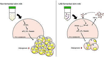 Graphical abstract: Skimmed milk fermented by lactic acid bacteria inhibits adipogenesis in 3T3-L1 pre-adipocytes by downregulating PPARγ via TNF-α induction in vitro