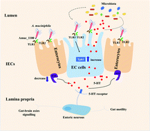 Graphical abstract: The outer membrane protein Amuc_1100 of Akkermansia muciniphila promotes intestinal 5-HT biosynthesis and extracellular availability through TLR2 signalling