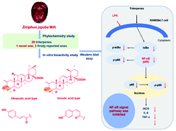 Graphical abstract: Structurally diverse triterpenes obtained from the fruits of Ziziphus jujuba Mill. as inflammation inhibitors by NF-κB signaling pathway