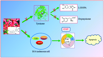 Graphical abstract: Proanthocyanidins isolated from the leaves of Photinia × fraseri block the cell cycle and induce apoptosis by inhibiting tyrosinase activity in melanoma cells